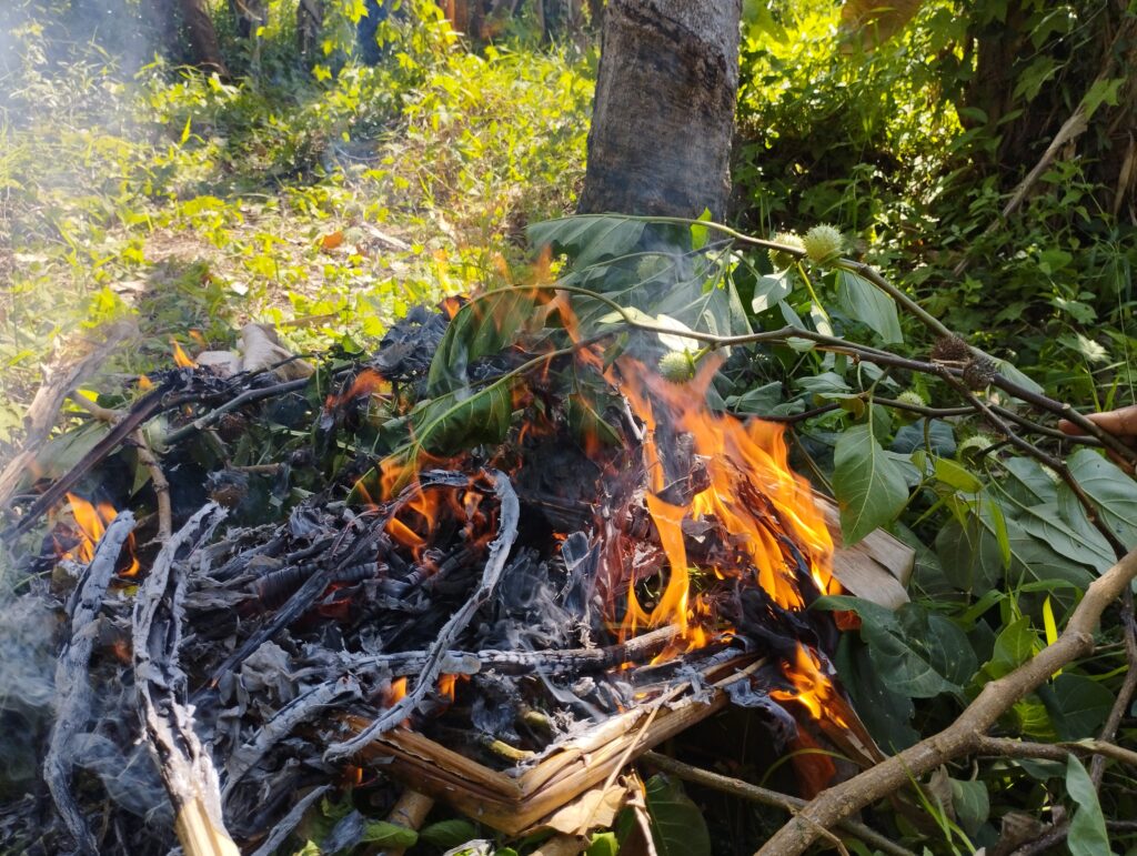 IMG_20240722_101327-1024x771 SATRESNARKOBA POLRES BANJAR BAKAR TANAMAN KECUBUNG