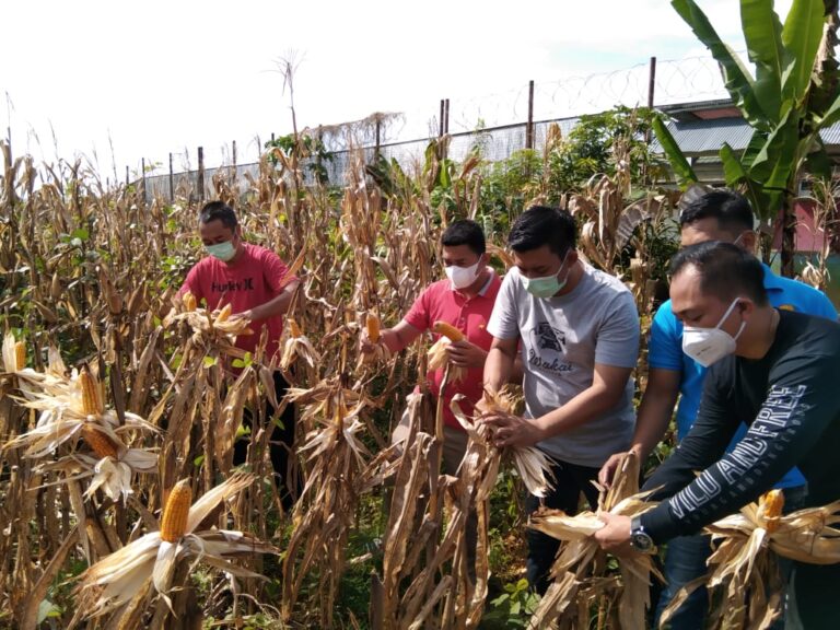 PRODUKSI SAYUR WARGA BINAAN LAPAS KELAS II B BANJARBARU