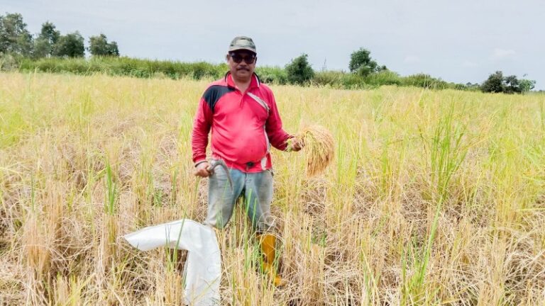 PANEN RAYA, HARGA BERAS LOKAL DI BANJARBARU TERUS TURUN