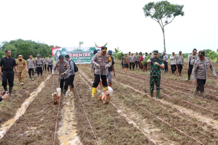 POLRES BANJARBARU SULAP LAHAN 10 HEKTARE JADI LADANG JAGUNG