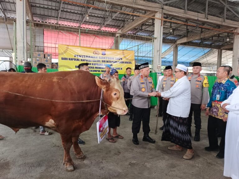 KAPOLDA KALSEL SERAHKAN EMPAT EKOR SAPI KE GANG TAUFIK SEKUMPUL
