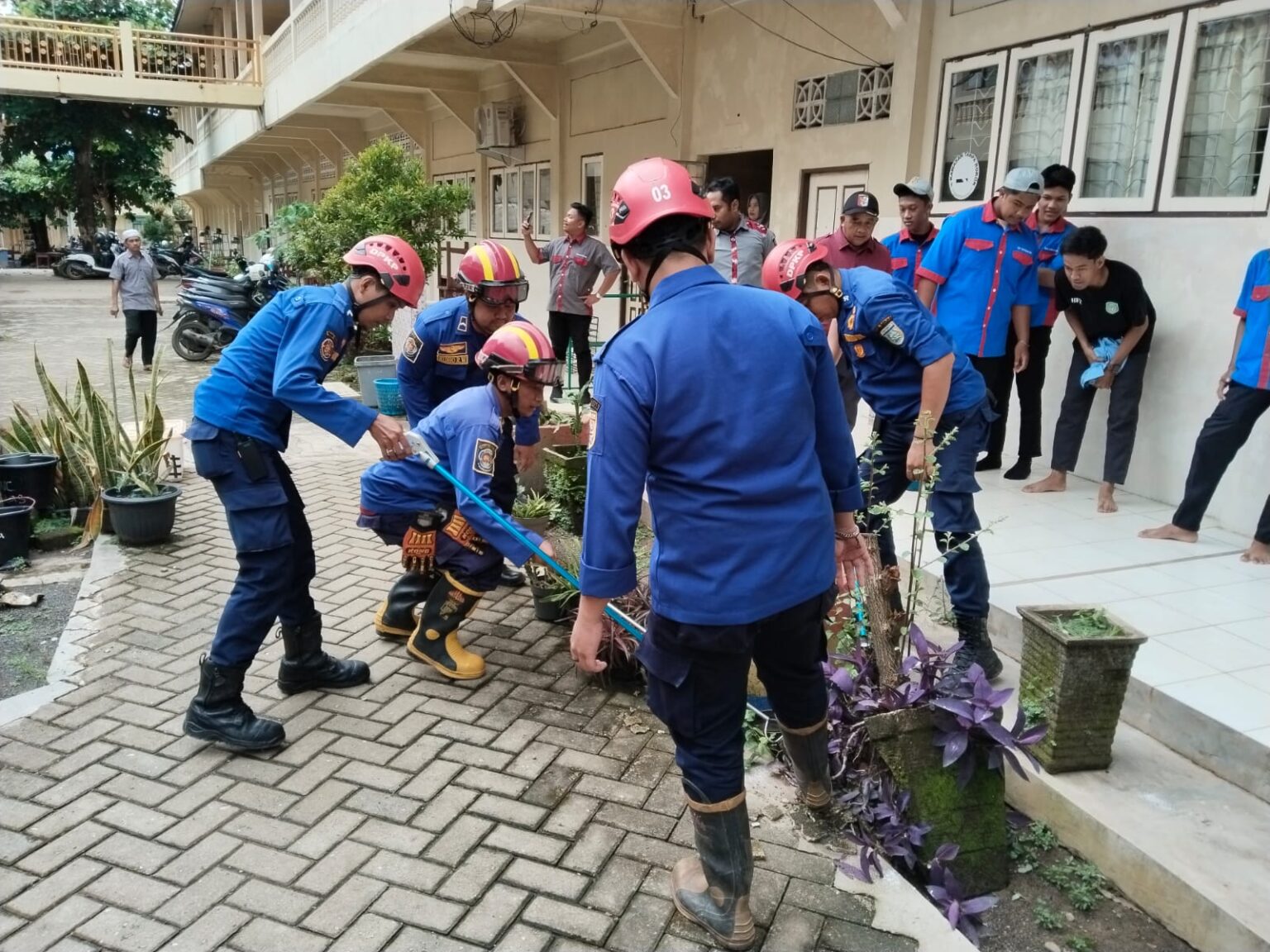 ULAR COBRA DI SMK DARUSSALAM BERHASIL DIAMANKAN