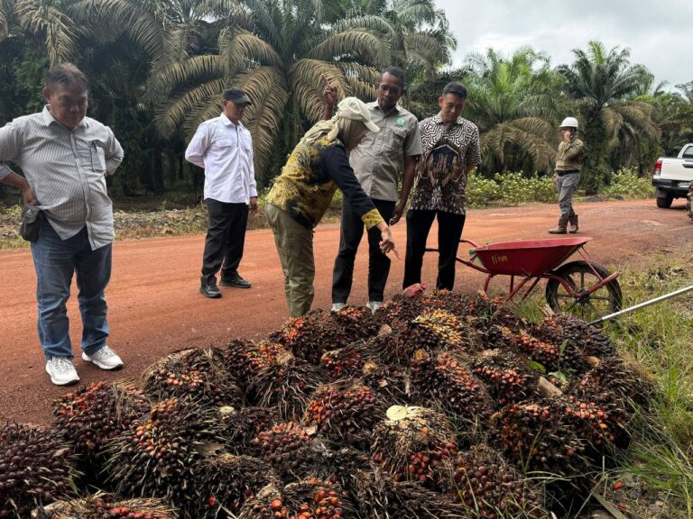 DISBUNNAK KALSEL GANDENG BRIN DAN MITRA KOREA, GENJOT SAPI DAN INDUSTRI LIMBAH SAWIT