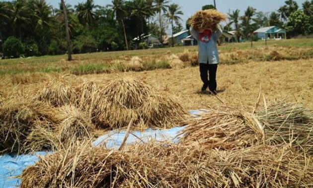 GENJOT LUMBUNG DAN GUDANG MODERN, KALSEL SIAP KUNCI KETAHANAN PANGAN 2026