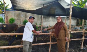 TIGA RATUS SAPI KURBAN DI BANJARBARU DARI YAYASAN ABDUL AZIZ HALABY 2 IMG 20260526 WA0030