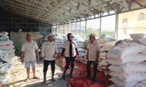 PANTAU PUPUK DAN GABAH HINGGA IKUT TANAM PADI, TMI KABUPATEN BANJAR KENALKAN VARIETAS PADI IR MADU 1 1001384869