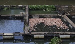 TMI BANJAR TURUN KE SUNGAI ARFAT, PETANI IKAN KELUHKAN KEMATIAN MASSAL SAAT KEMARAU 2 1001394383