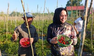 PANEN CABAI DI BANJAR JADI BUKTI SENTRA HORTIKULTURA, SIAP PASOK DAPUR MBG DAN TEKAN INFLASI 1 1001414908